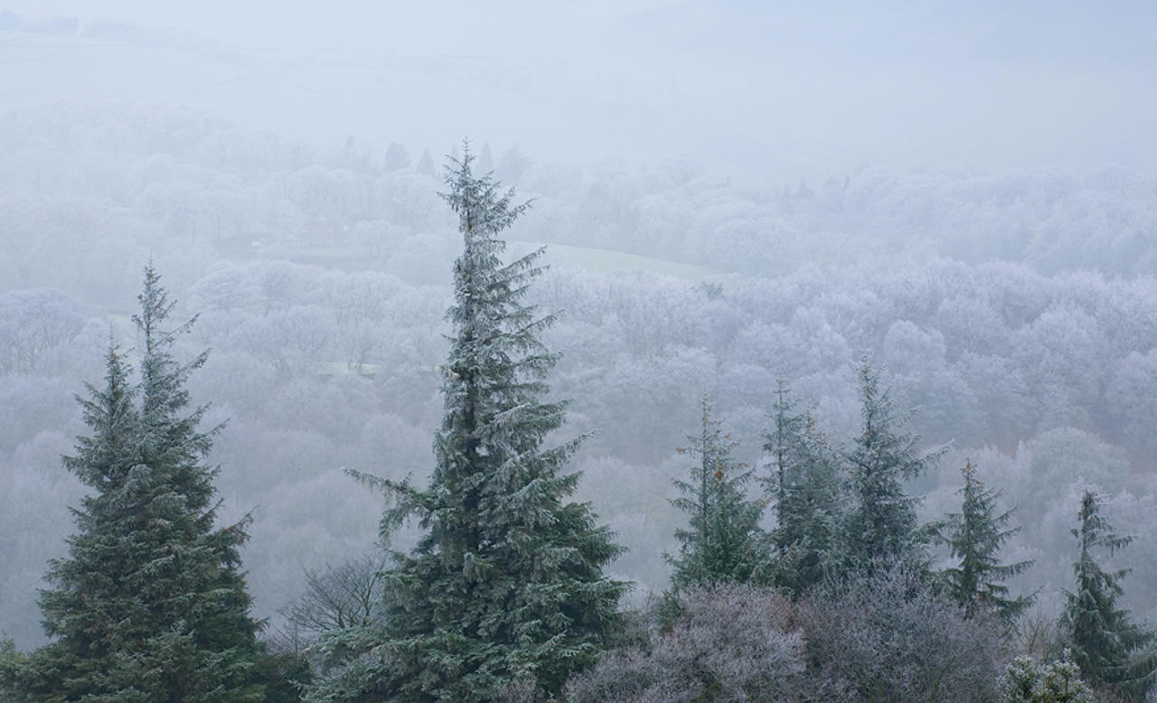 Frost on trees and hills near Pateley Bridge
