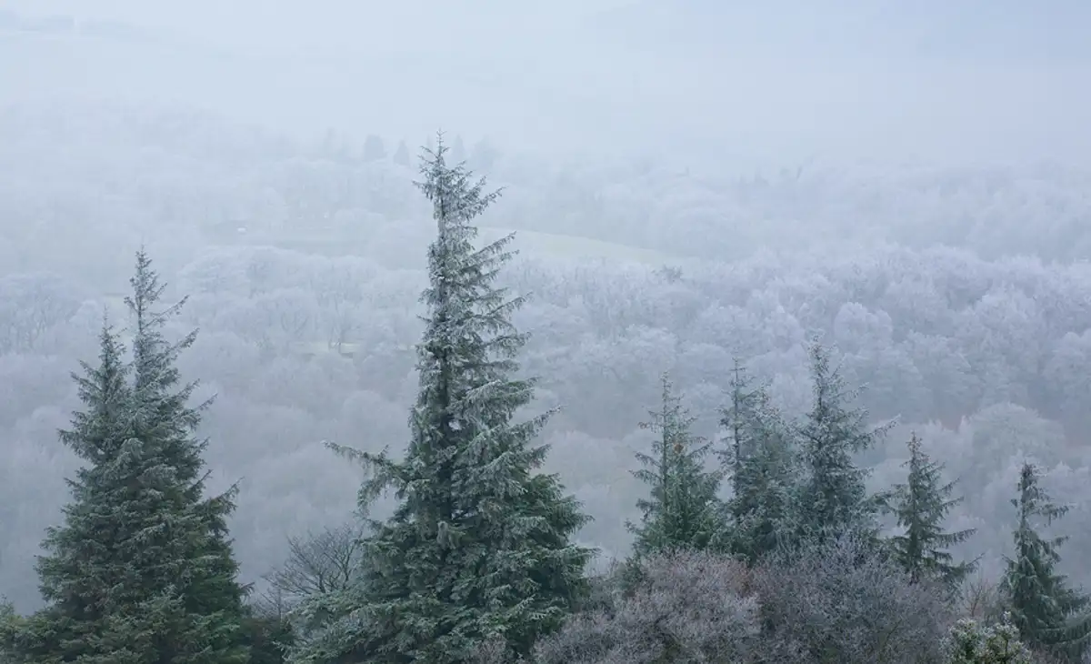 Frost on trees and hills near Pateley Bridge