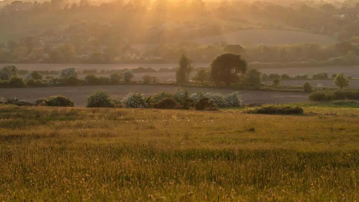Sunlit landscape with a grassy meadow in the foreground, leading to a field bordered by dense foliage and trees. Soft golden sunlight filters through, creating a warm glow over rolling hills in the background.