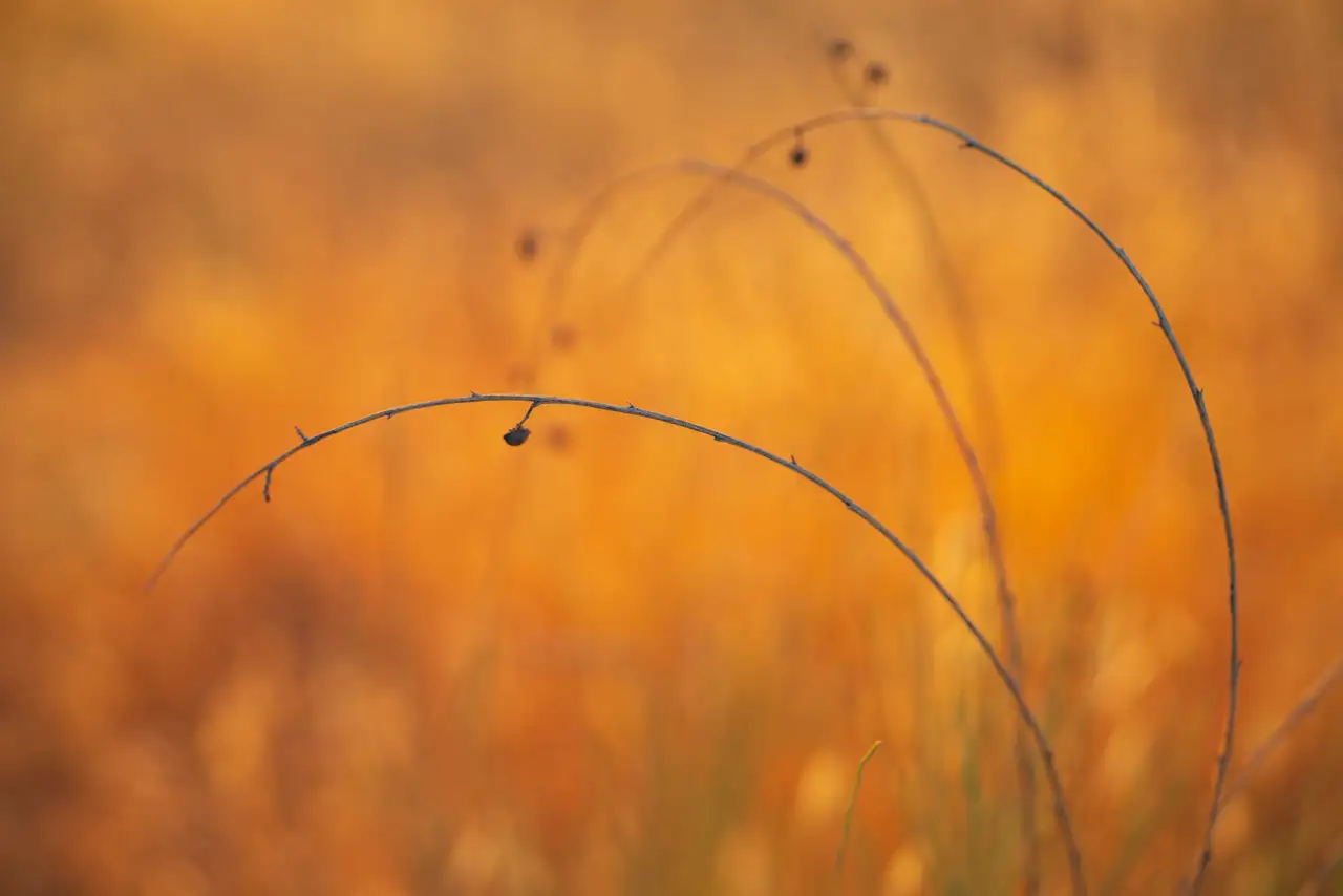 Curved, slender branches with small thorns and a few dried seed pods against a blurred, warm orange and yellow background, creating an autumnal, soft-focus effect.