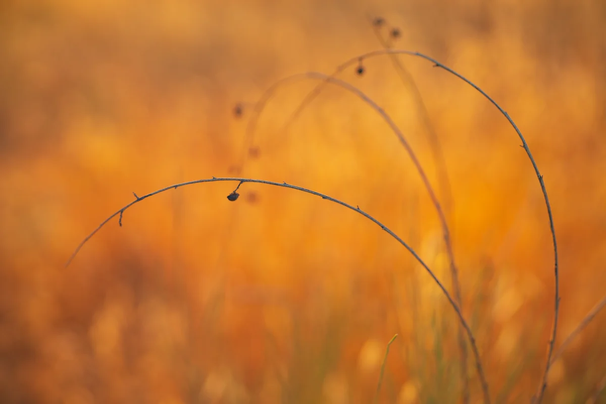 Arching seed-head grasses against a warm, golden-orange meadow in soft late-summer light.