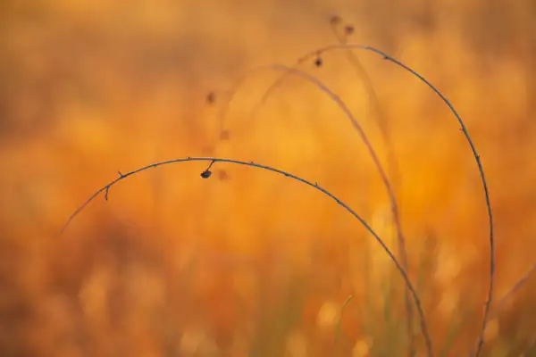 Curved, slender branches with small thorns and a few dried seed pods against a blurred, warm orange and yellow background, creating an autumnal, soft-focus effect.