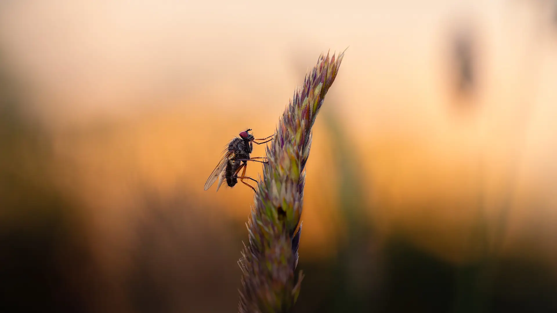A close-up of a fly perched on the tip of a plant stem. The fly's wings and legs are visible, with its red eyes prominent against its dark body. The background is blurred in warm shades of orange and beige, creating a soft, muted effect.