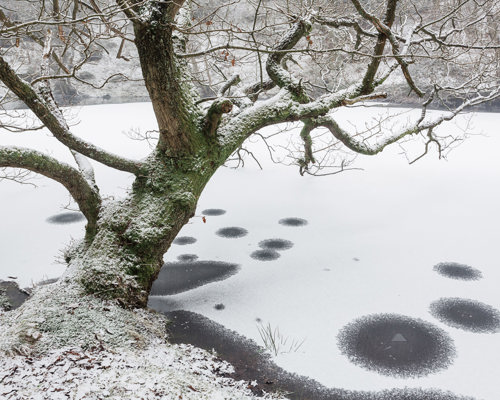 A Journey Through Ancient Woodland:  