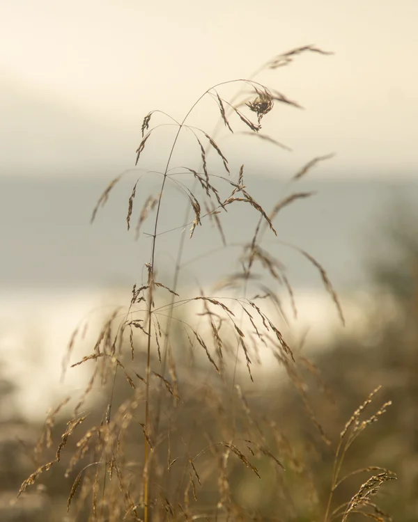 Golden seed heads of tall grasses backlit by soft morning light against a misty coastal backdrop