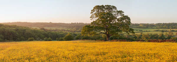 a large green field with trees in the background