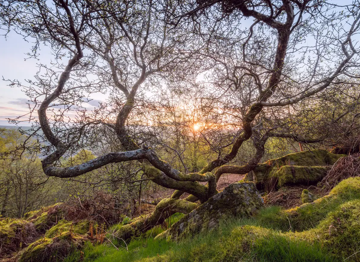Gnarled tree branches silhouetted against a warm sunset. The scene includes moss-covered rocks and lush green grass in the foreground, with hints of woodland visible in the background. The sun peeks through the twisting branches, casting a soft glow on the landscape.