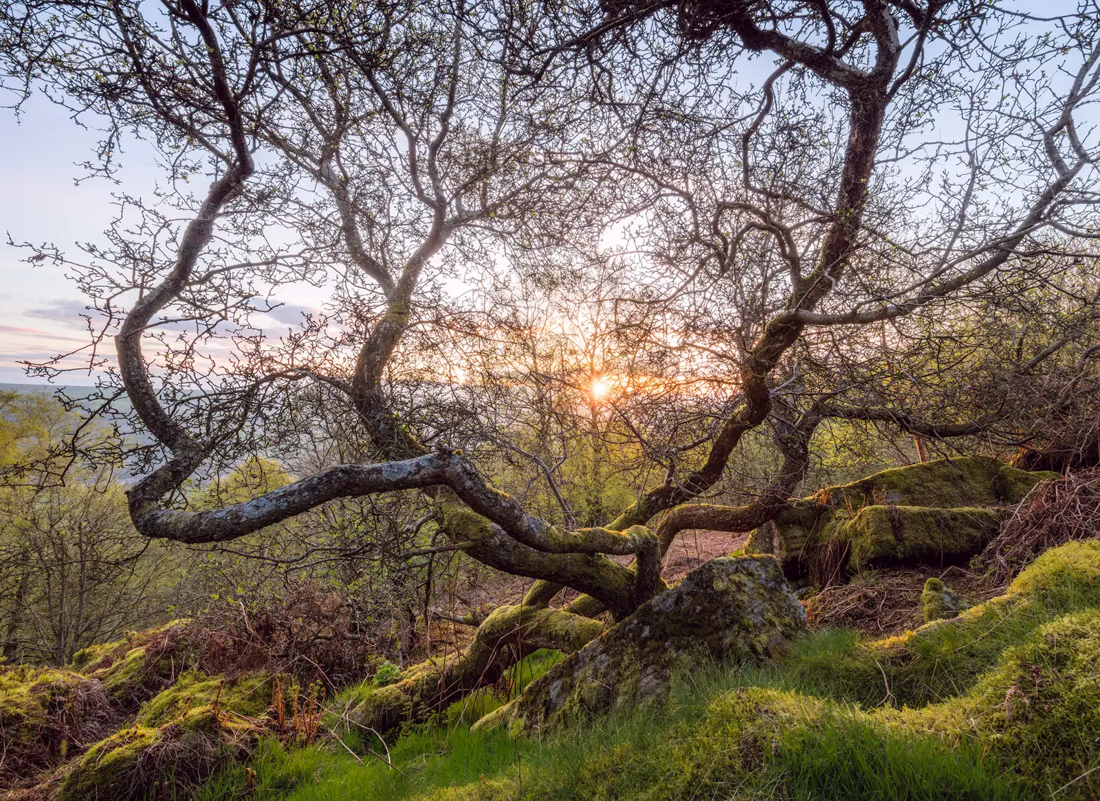 Gnarled tree branches silhouetted against a warm sunset. The scene includes moss-covered rocks and lush green grass in the foreground, with hints of woodland visible in the background. The sun peeks through the twisting branches, casting a soft glow on the landscape.