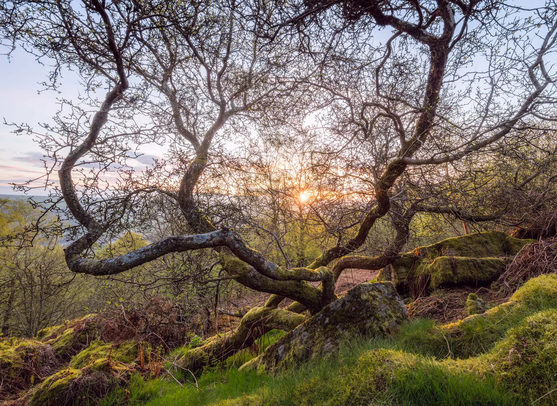 Gnarled twisted tree with moss-covered rocks on a hillside as the sun sets through bare branches in spring.