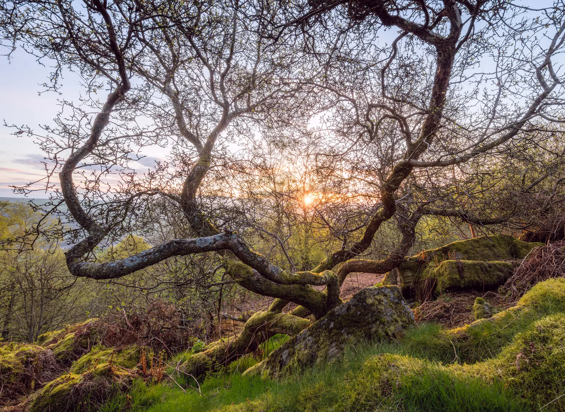 Gnarled tree branches silhouetted against a warm sunset. The scene includes moss-covered rocks and lush green grass in the foreground, with hints of woodland visible in the background. The sun peeks through the twisting branches, casting a soft glow on the landscape.