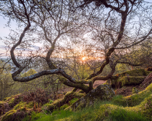 A Journey Through Ancient Woodland:  sun rising behind a tree