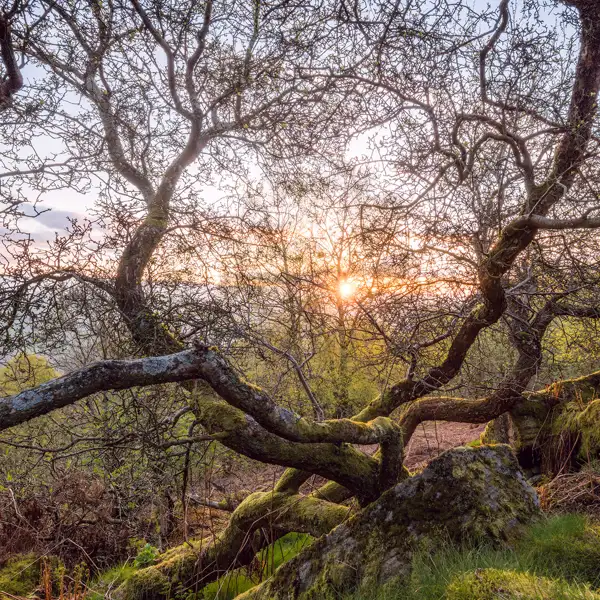 Spring woodlands
