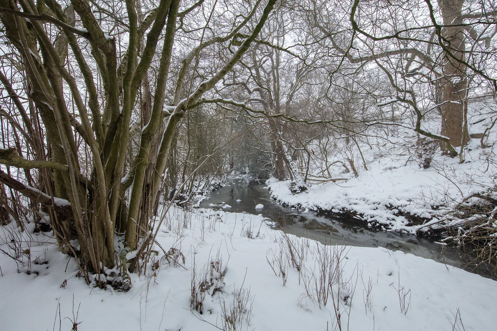 Snow-covered stream winding through bare woodland with multi-stemmed tree on the bank in winter