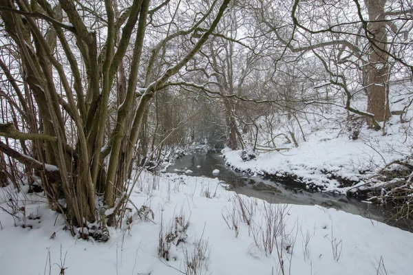 Snow-covered stream winding through bare woodland with multi-stemmed tree on the bank in winter