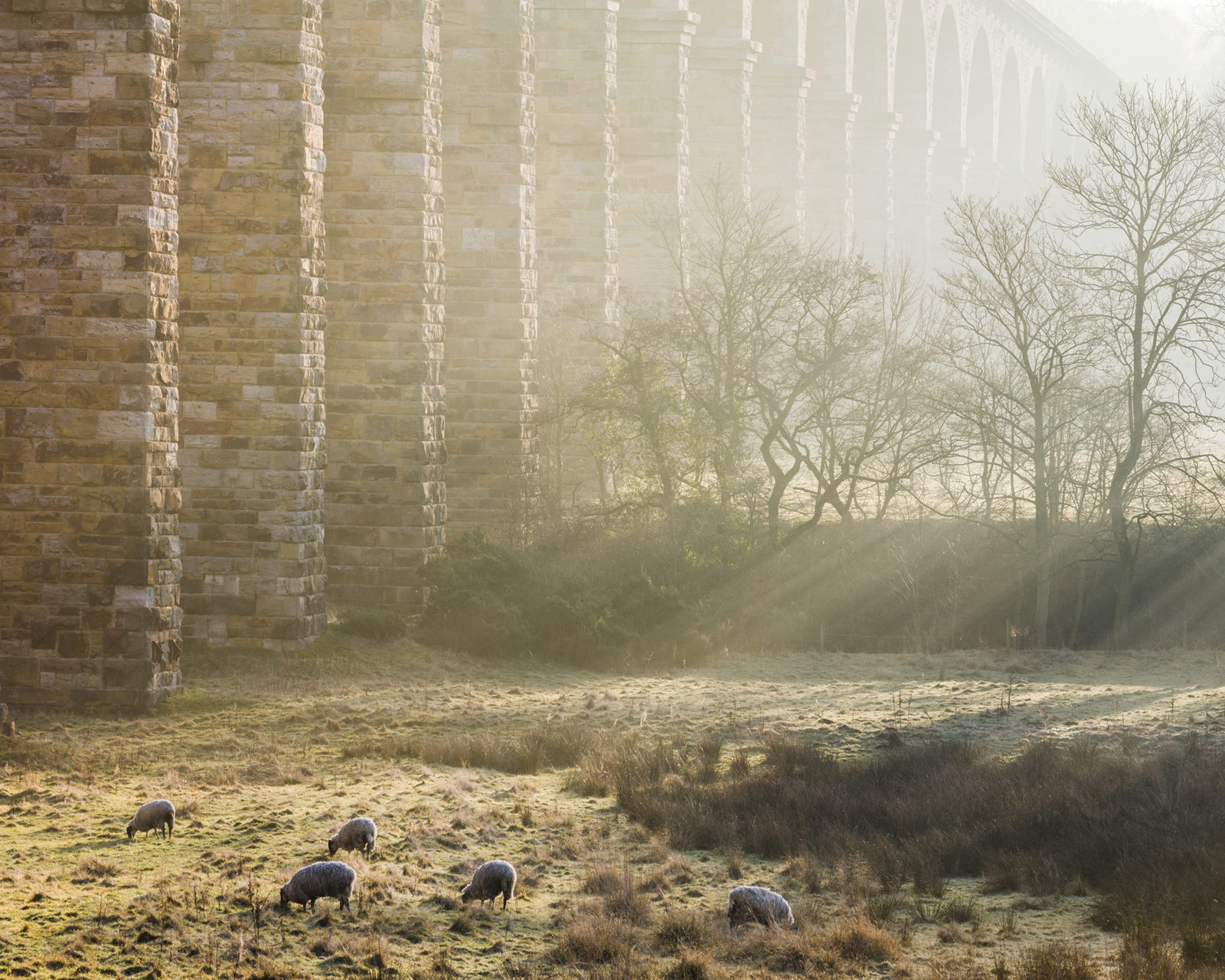 Sunbeams through mist illuminate sheep and the Crimple Viaduct