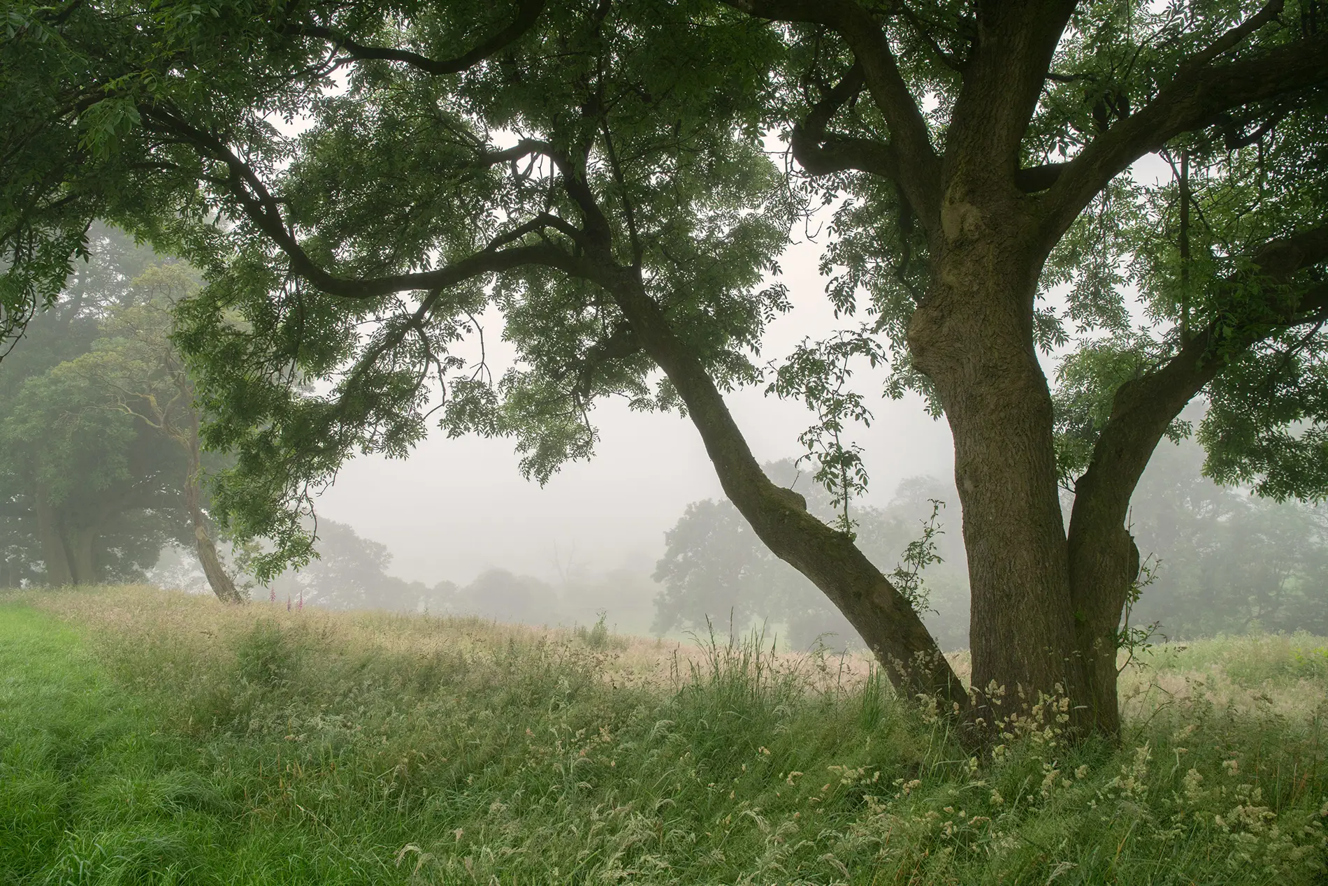 Spreading ash tree in a misty meadow at dawn, with grasses and wildflowers in soft summer light.