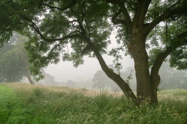 Spreading ash tree in a misty meadow at dawn, with grasses and wildflowers in soft summer light.