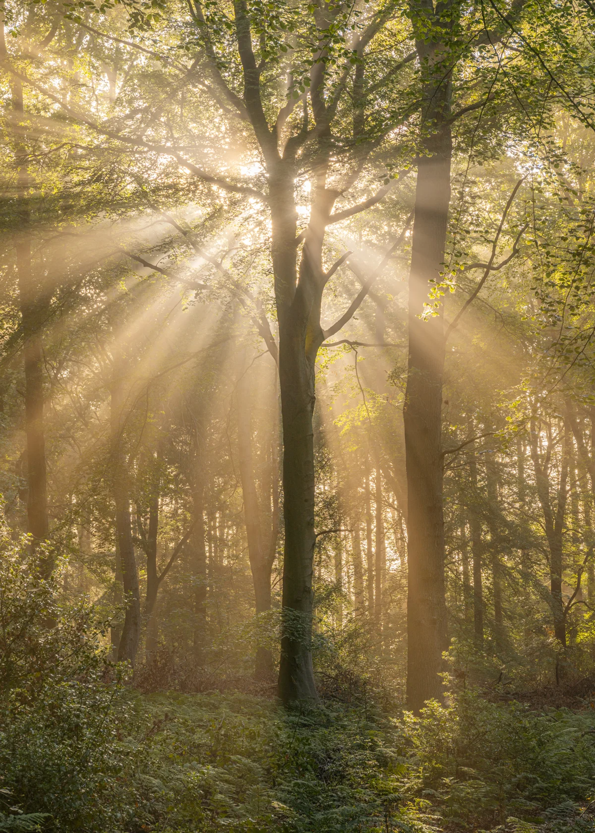 Sunbeams streaming through misty beech woodland at dawn in early autumn, lighting ferns below