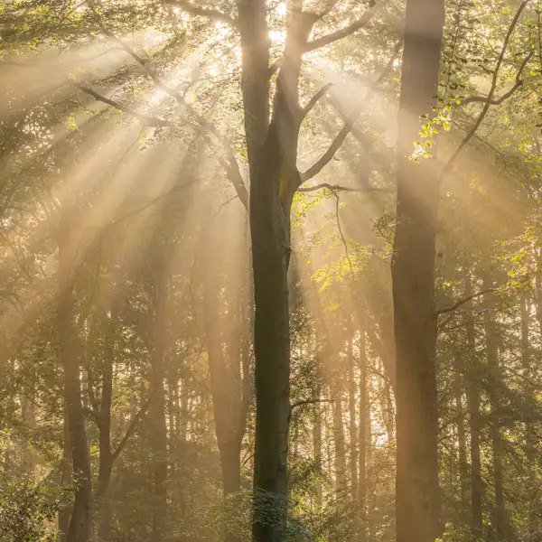 Woodland Mists