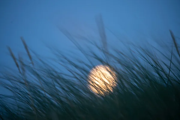 Golden full moon rising behind silhouetted marram grass on coastal dunes at dusk under a deep blue sky