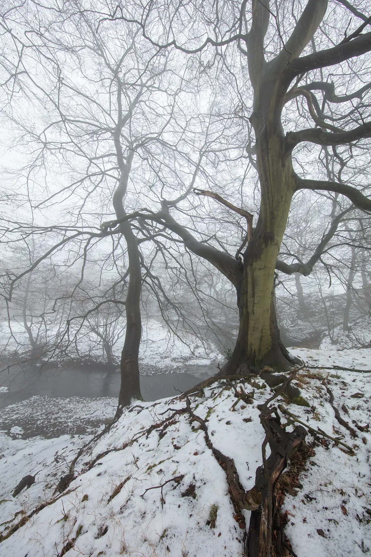 Gnarled bare beech tree with exposed roots on a snowy riverbank in winter fog at first light.