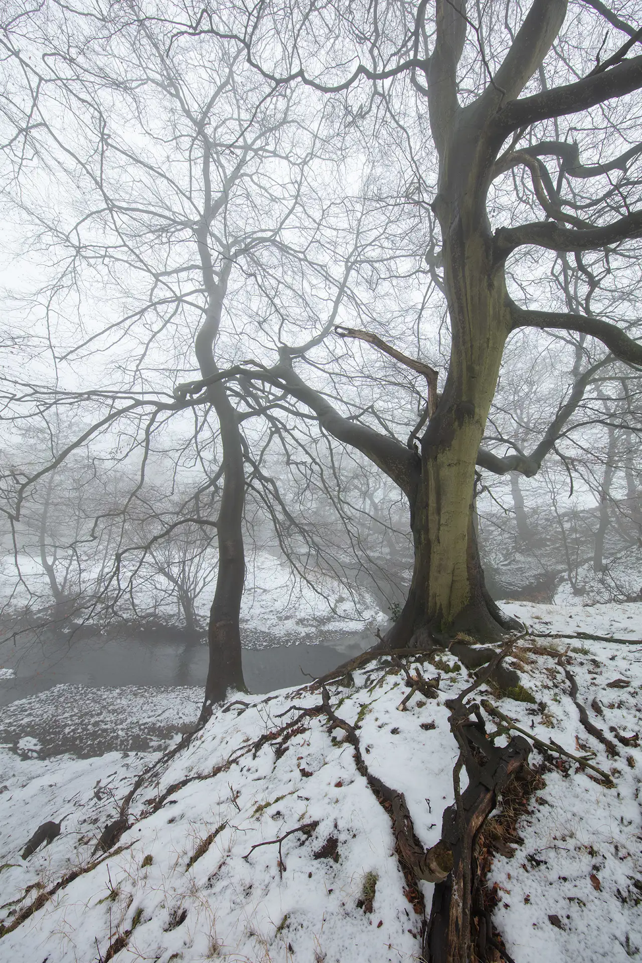 Leafless trees in a misty winter landscape, with a prominent tree in the foreground showing gnarled roots spreading over a snow-covered slope. A narrow river winds through the scene, flanked by patches of snow and bare ground. The atmosphere is cold and foggy.