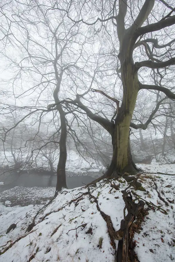 Leafless trees in a misty winter landscape, with a prominent tree in the foreground showing gnarled roots spreading over a snow-covered slope. A narrow river winds through the scene, flanked by patches of snow and bare ground. The atmosphere is cold and foggy.