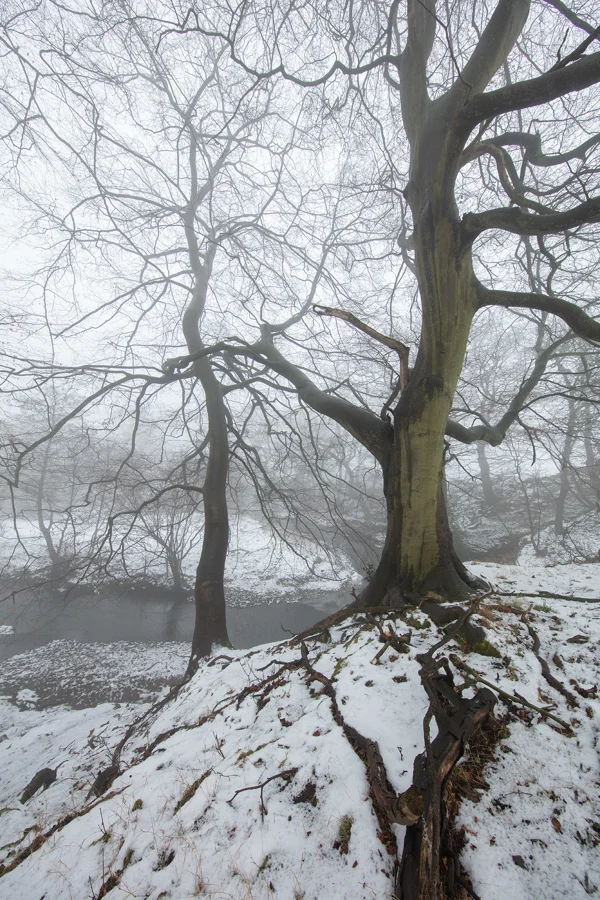 Gnarled bare beech tree with exposed roots on a snowy riverbank in winter fog at first light.