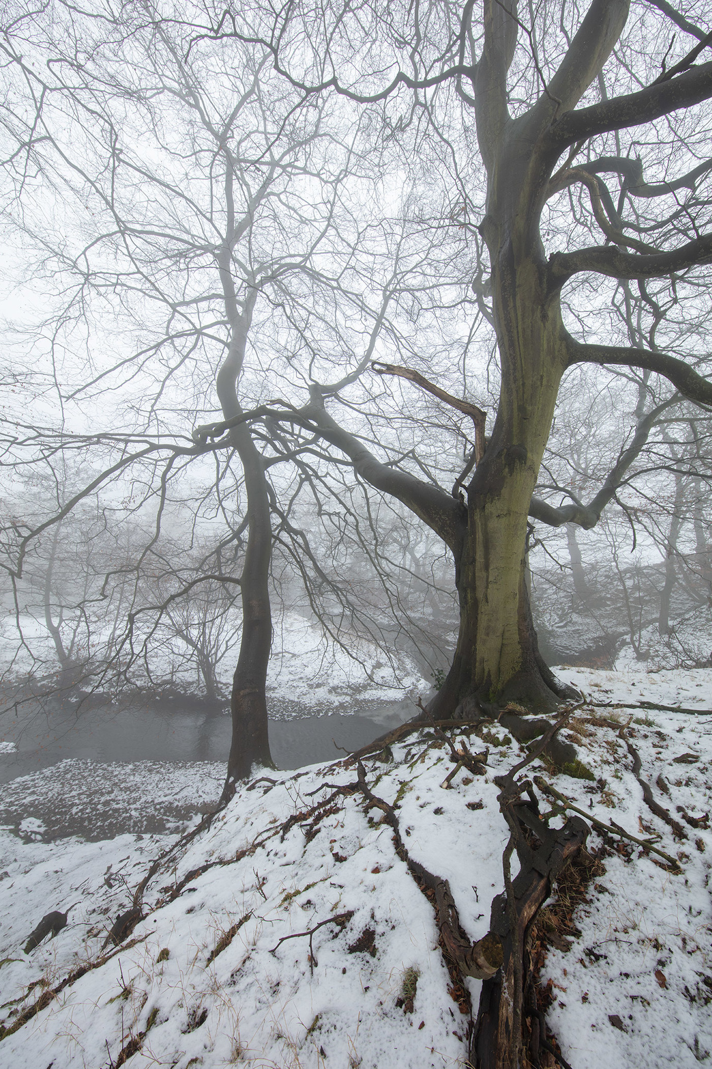  a tree covered in snow