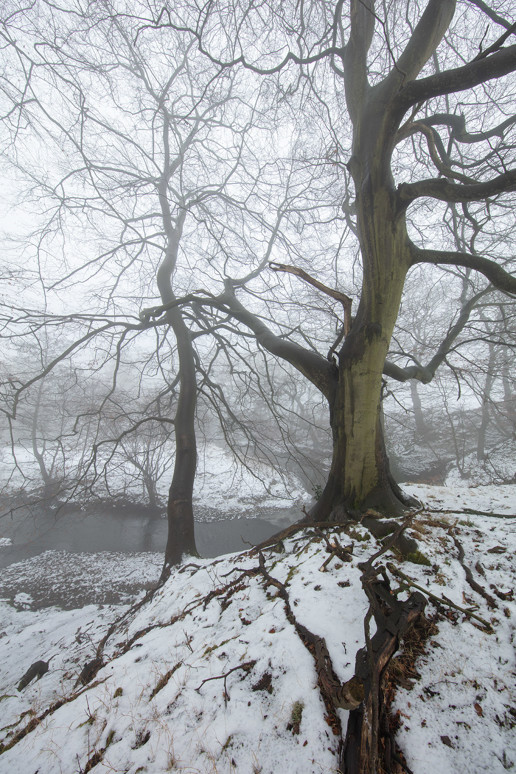  a tree covered in snow