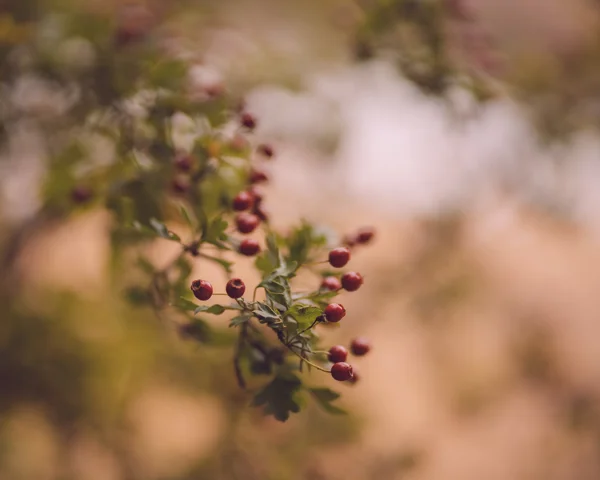 Red hawthorn berries on a leafy hedgerow branch in soft autumn light with a blurred background.