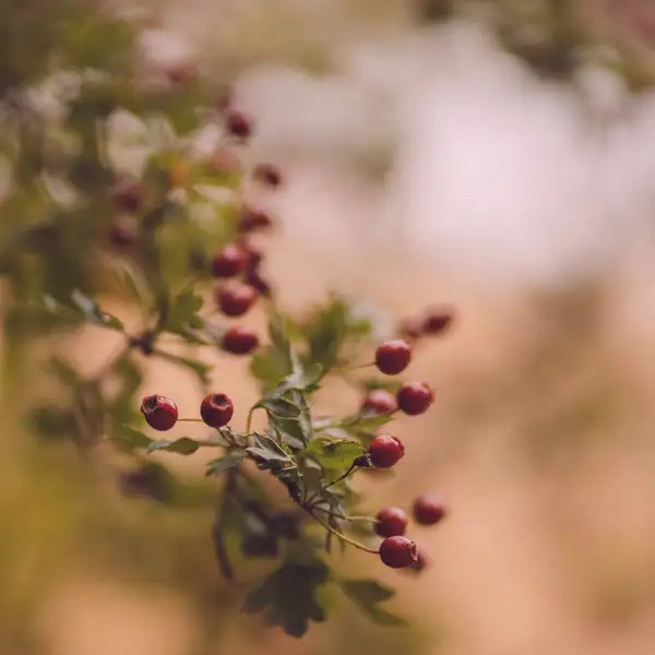 Late Summer Fewston