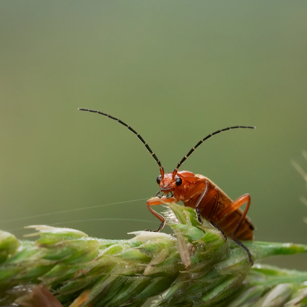 Common red soldier beetle perched on a green grass seed head in soft summer meadow light