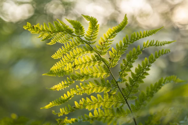 Backlit green fern frond in woodland, sunlit against soft dappled bokeh on a summer morning
