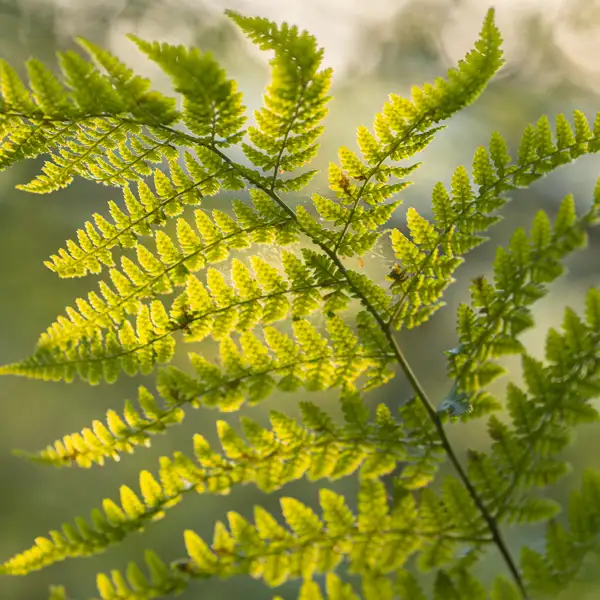 Grasses and Ferns