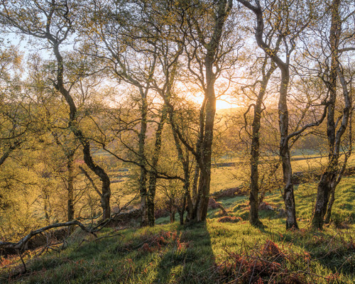 A Journey Through Ancient Woodland:  
