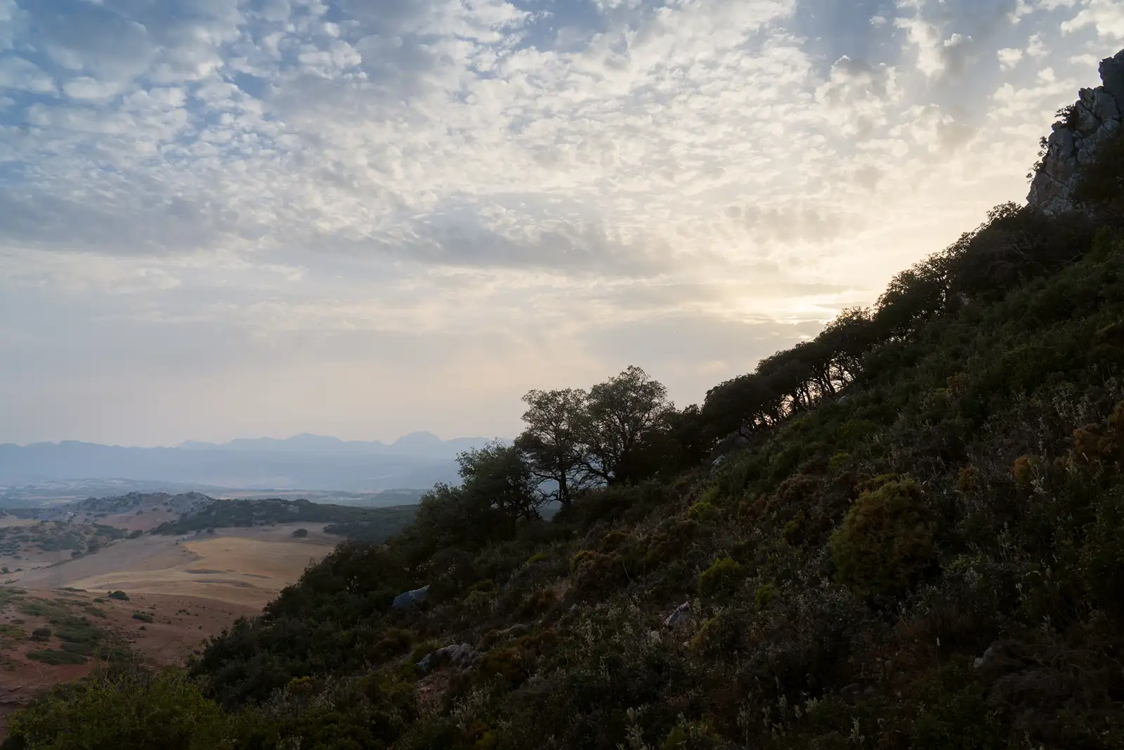 Rolling hills and fields extend into the distance under a partly cloudy sky with soft, diffused sunlight. A slope in the foreground is covered with dense vegetation and bushes, while a line of silhouetted trees runs along its edge. Distant mountains are visible on the horizon.