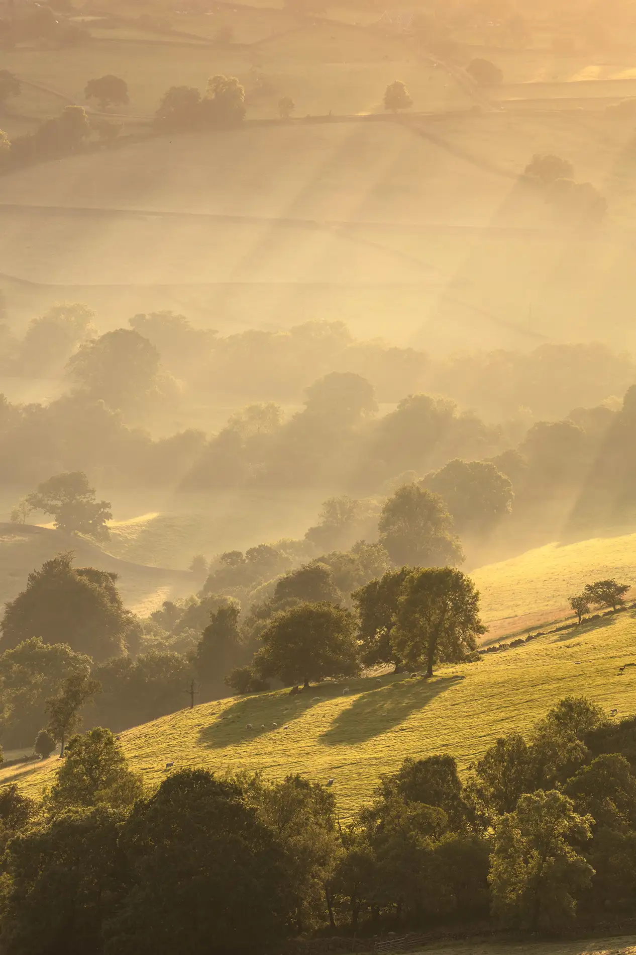 Mist-filled rolling valley with trees and grazing sheep at golden sunrise, sunbeams cutting through haze