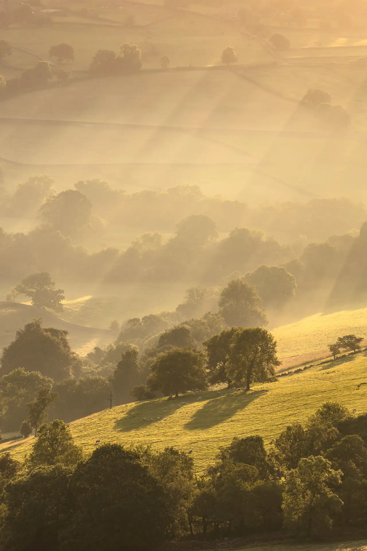 Rolling hills bathed in golden sunlight with long shadows stretching across the landscape. Trees and patches of grassy fields are visible, with beams of light filtering through the morning mist, creating a serene and atmospheric scene.