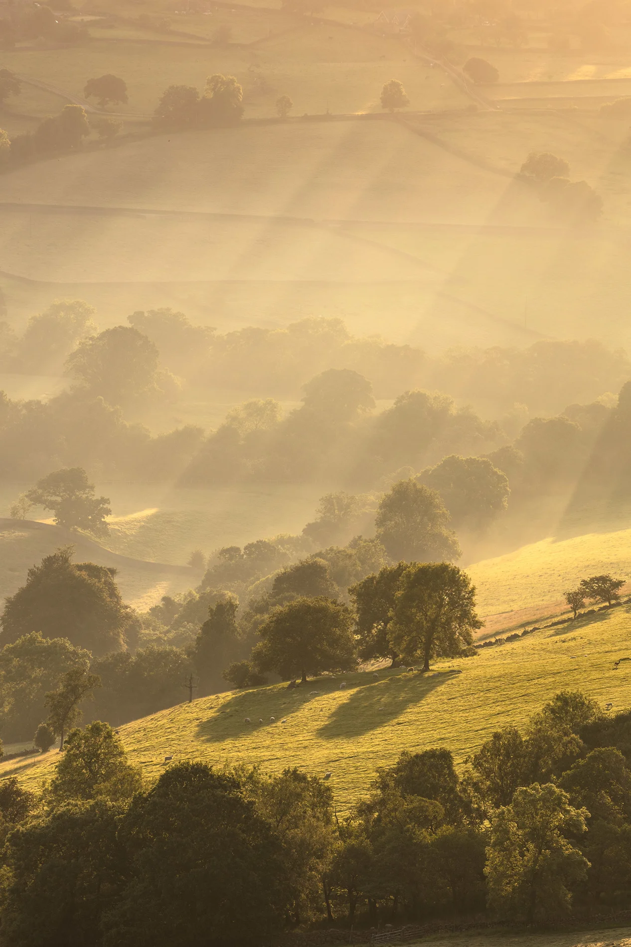 Mist-filled rolling valley with trees and grazing sheep at golden sunrise, sunbeams cutting through haze