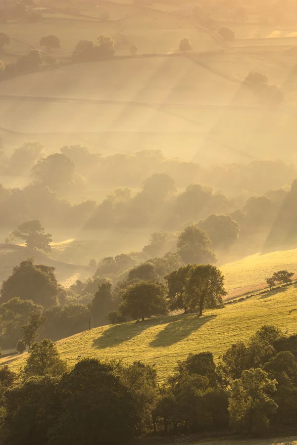 Mist-filled rolling valley with trees and grazing sheep at golden sunrise, sunbeams cutting through haze