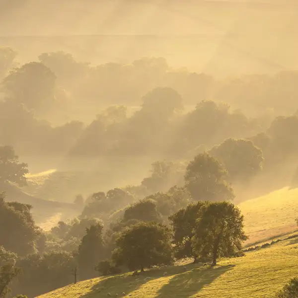 Misty summer dawn