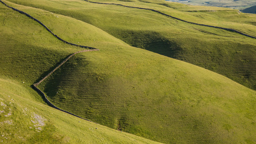  a close up of a lush green field