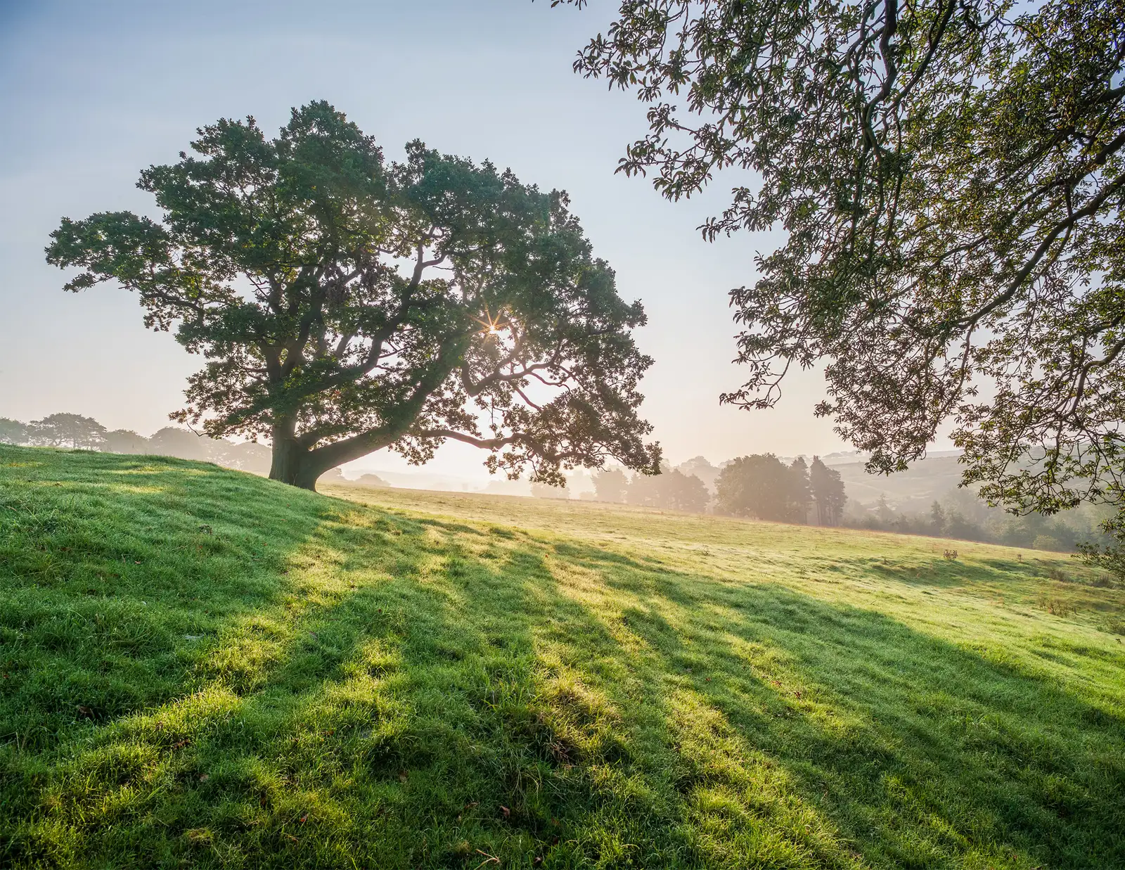 Sunlit landscape featuring a large, sprawling tree casting long, intricate shadows across a gently sloping, grassy meadow. The sunlight filters through the branches, creating a warm, golden glow. In the distance, a faint outline of hills and additional trees are visible under a clear, blue sky.