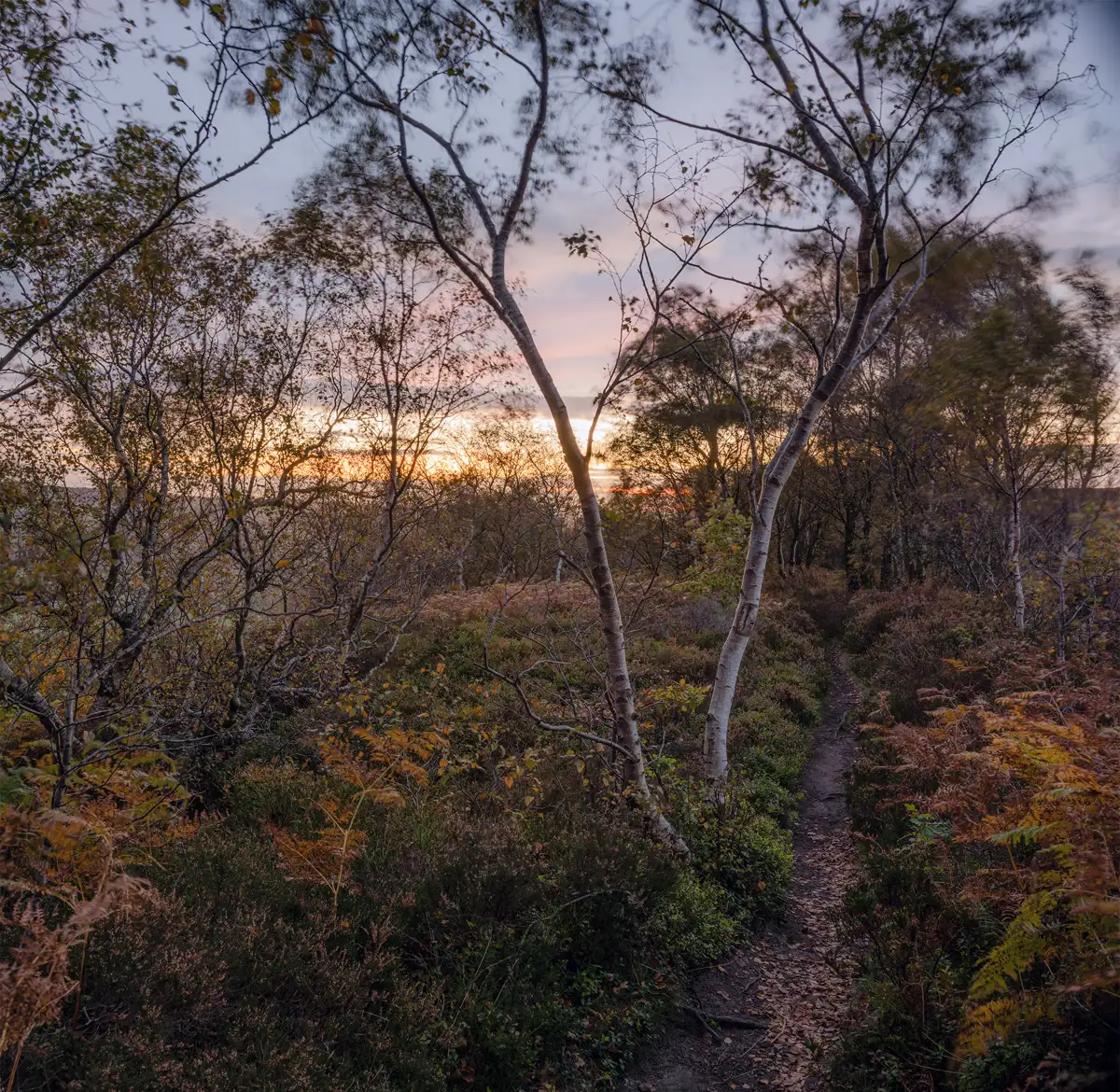 Narrow dirt path winding through a dense forest of slender, leafless trees, with brown ferns lining the trail. The setting sun casts a warm glow across the sky, creating a contrast between the orange hues of the sunset and the cool shadows of the trees.