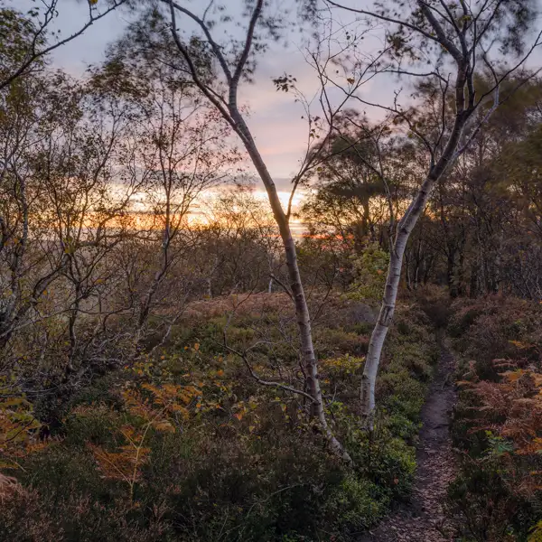 Autumn dawn