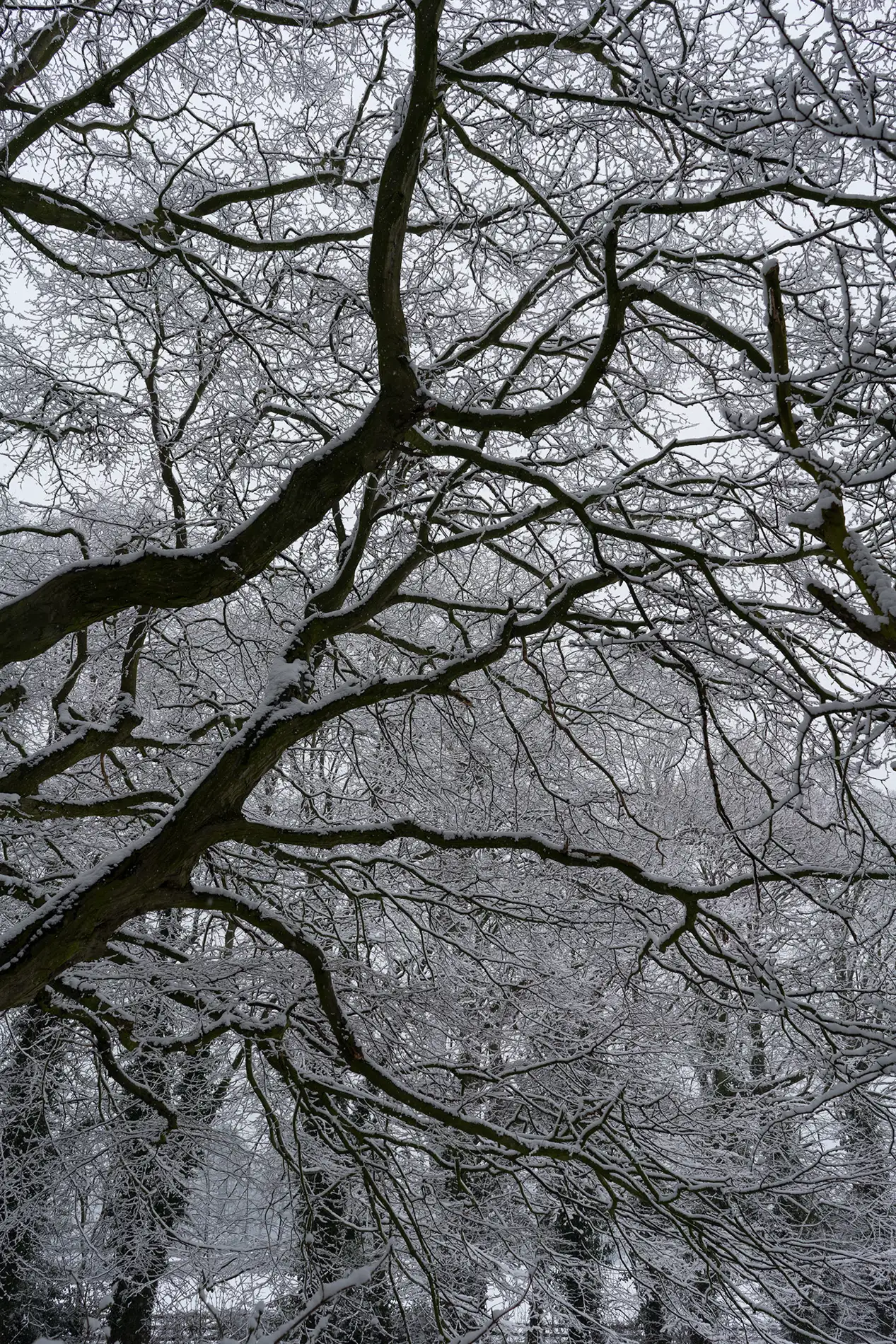 Snow-laden bare branches of a mature tree against a pale grey winter sky in woodland.