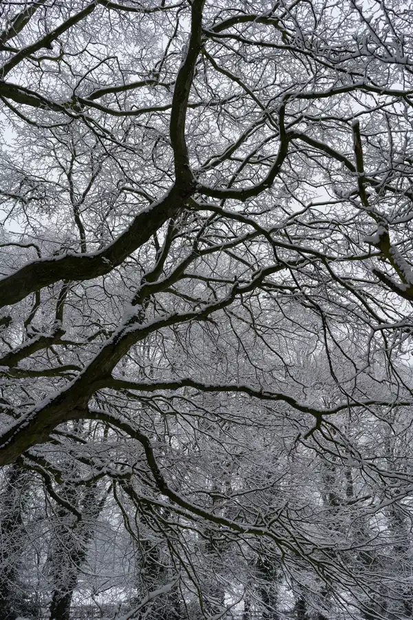Snow-covered tree branches form a complex and intricate pattern against a grey sky. The dark branches contrast with the light dusting of snow, creating a striking winter scene.