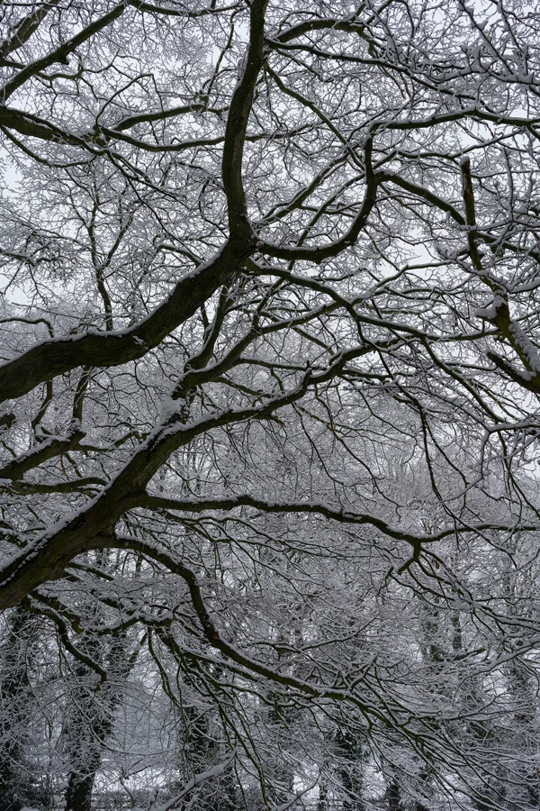 Snow-laden bare branches of a mature tree against a pale grey winter sky in woodland.