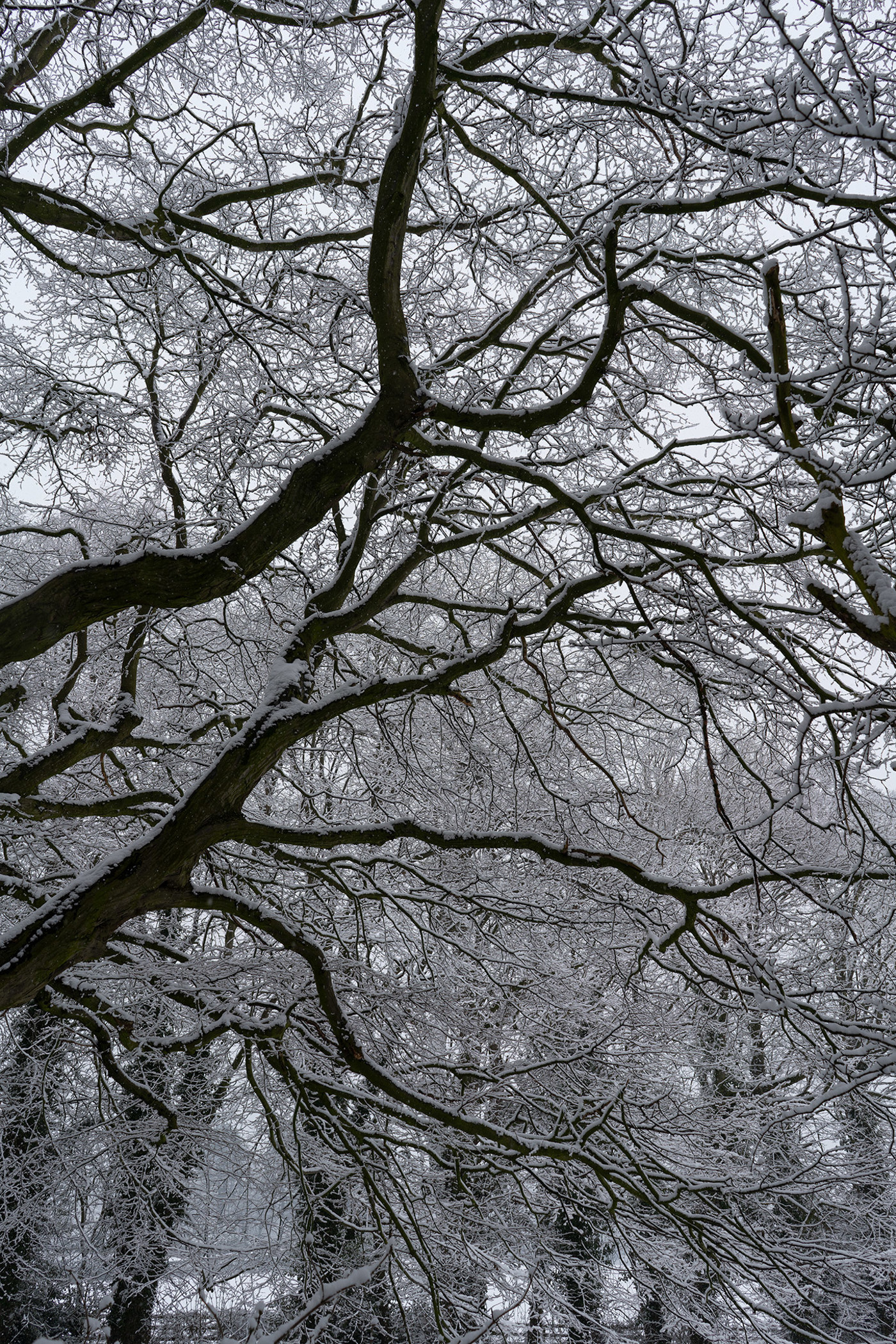  a close up of a tree